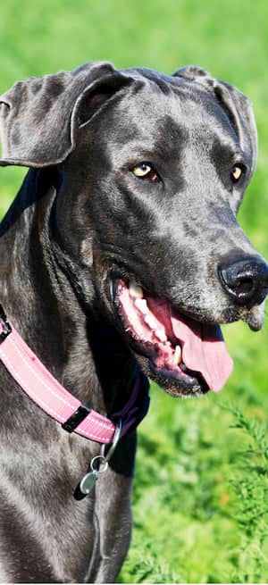 nombres griegos para perros 