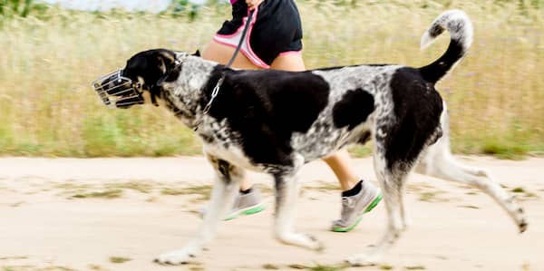 nombres para perros con manchas