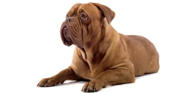 nombres perros fuertes