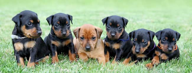 nombres raros para perros