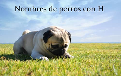Nombres de perros con h Nombresdeperros.eu