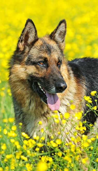 pastor alemán macho 