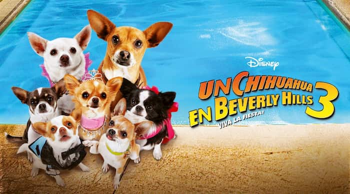 pelicula un chihuahua en beverly hills