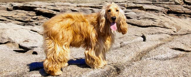 Perro en las islas griegas