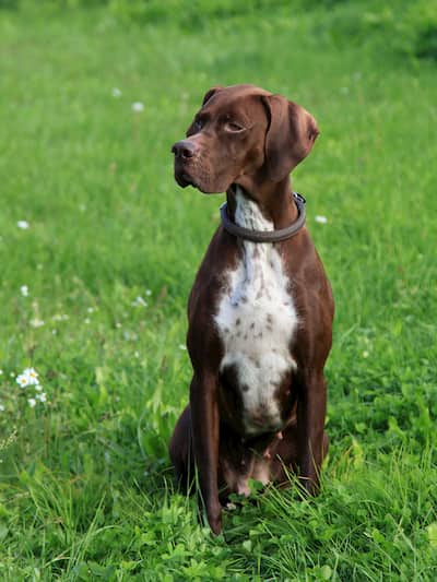 pointer marron y blanco