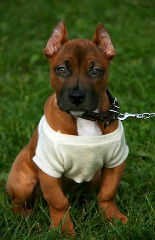 cachorro pitbull cafe
