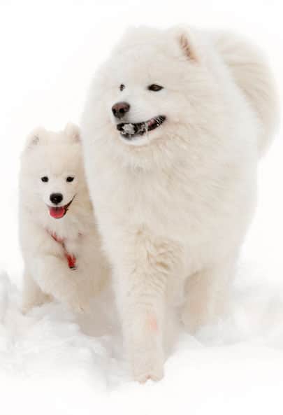 samoyedo madre y cachorro 