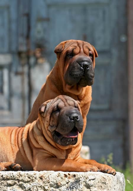 shar pei perro imponente