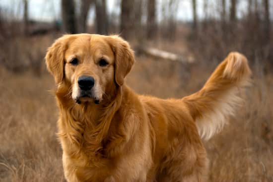 golden retriever macho adulto