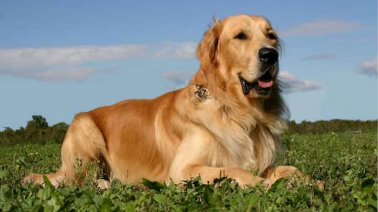 Nombres De Perros Golden Retriever 300 Nombres Para Golden Nombres De Perros Golden Retriever 300 Nombres Para Golden