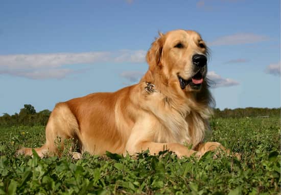 Nombres De Perros Golden Retriever 300 Nombres Para Golden Nombres De Perros Golden Retriever 300 Nombres Para Golden