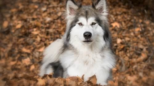 perros lobos machos