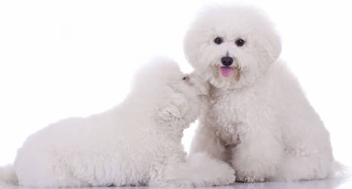 macho y hembra bichon frise