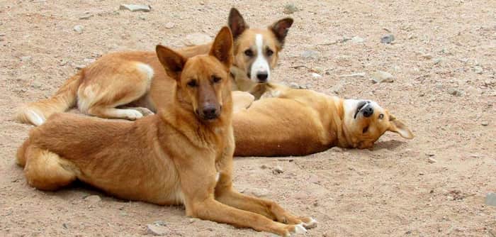 nombres egipcios para perros