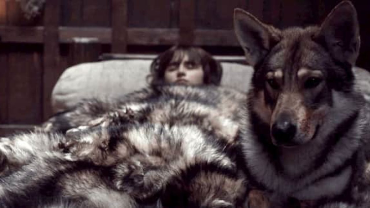 Padre equilibrar bruja Nombres para perros de Games of Thrones | Nombresdeperros.eu