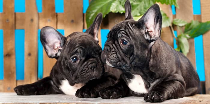 pareja de perros bulldog francés