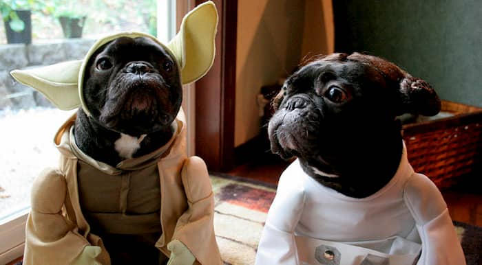 perros de star wars 