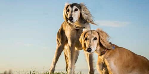 perros saluki raza egipcia 