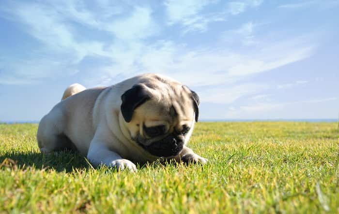 nombres chinos perros pug