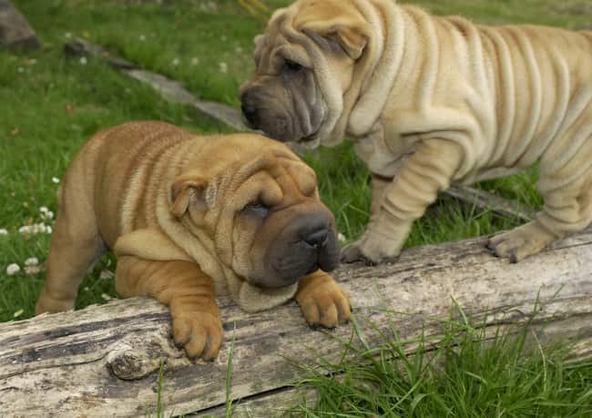 hembra y macho de shar pei 