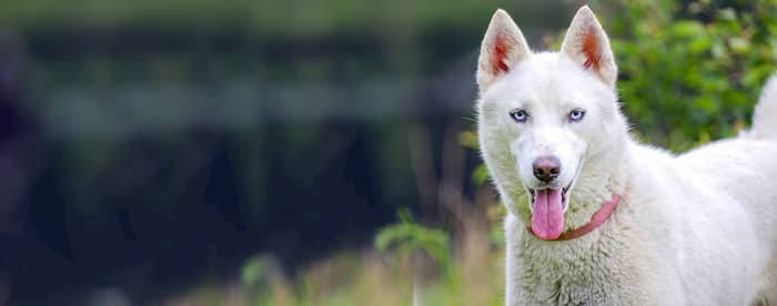 nombres de perros hebreos