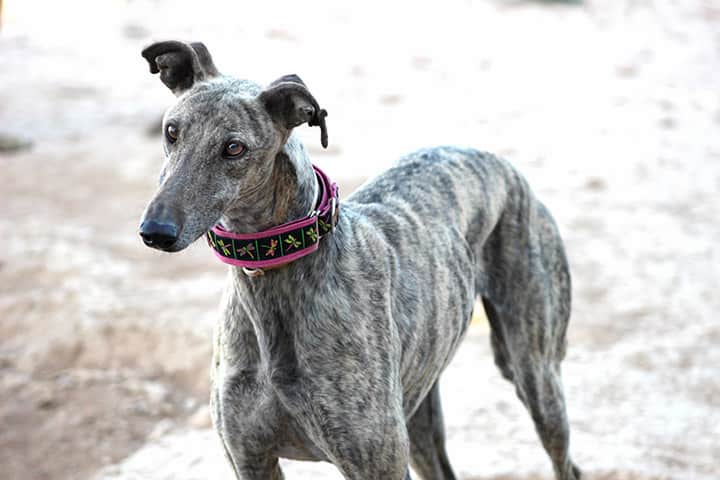 nombres para perros galgos 