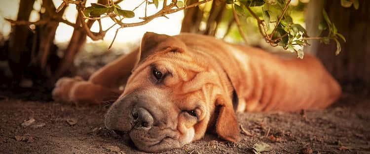 shar pei el perro chino con pliegues