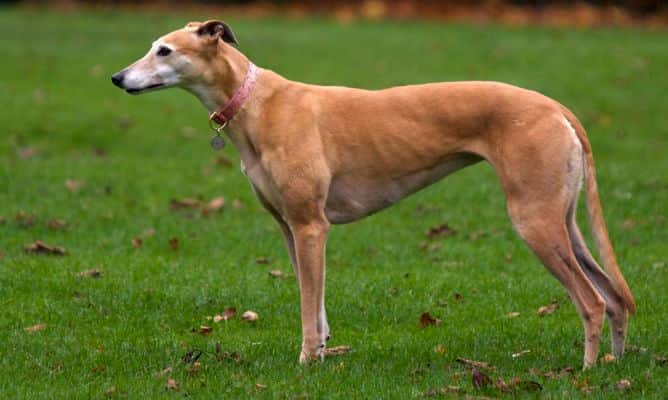 perro macho de la raza Galgo 