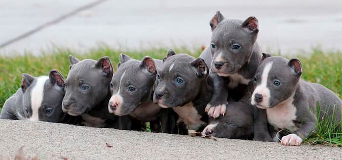 Nombres De American Bully Nombresdeperros Eu