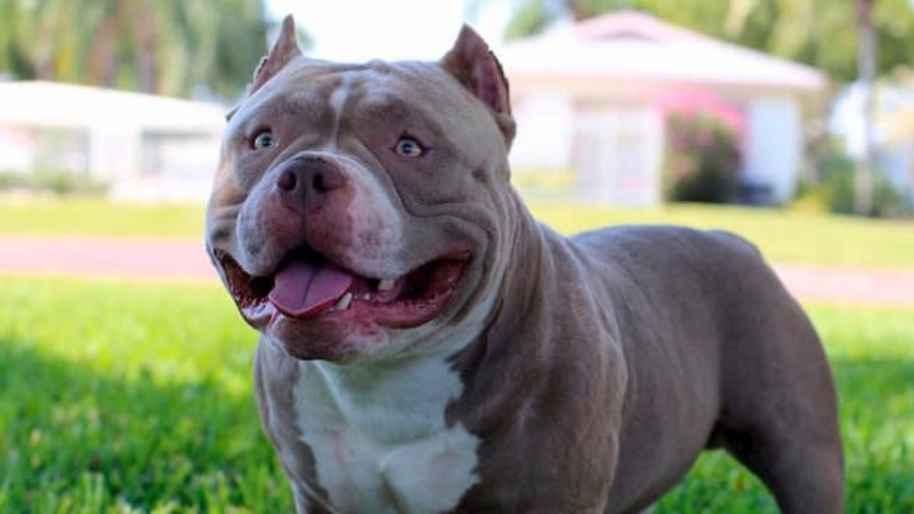 Nombres De American Bully Nombresdeperros Eu