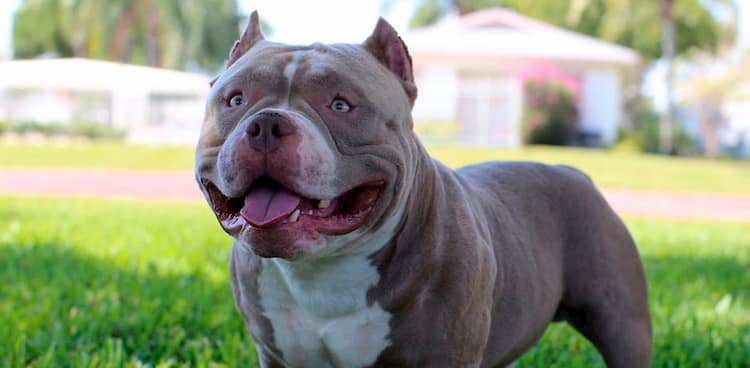 nombres para machos american bully 