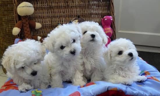 nombres para cachorros bichón boloñes