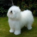 perro de raza bichón boloñes