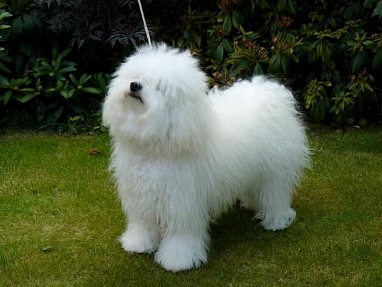 perro de raza bichón boloñes