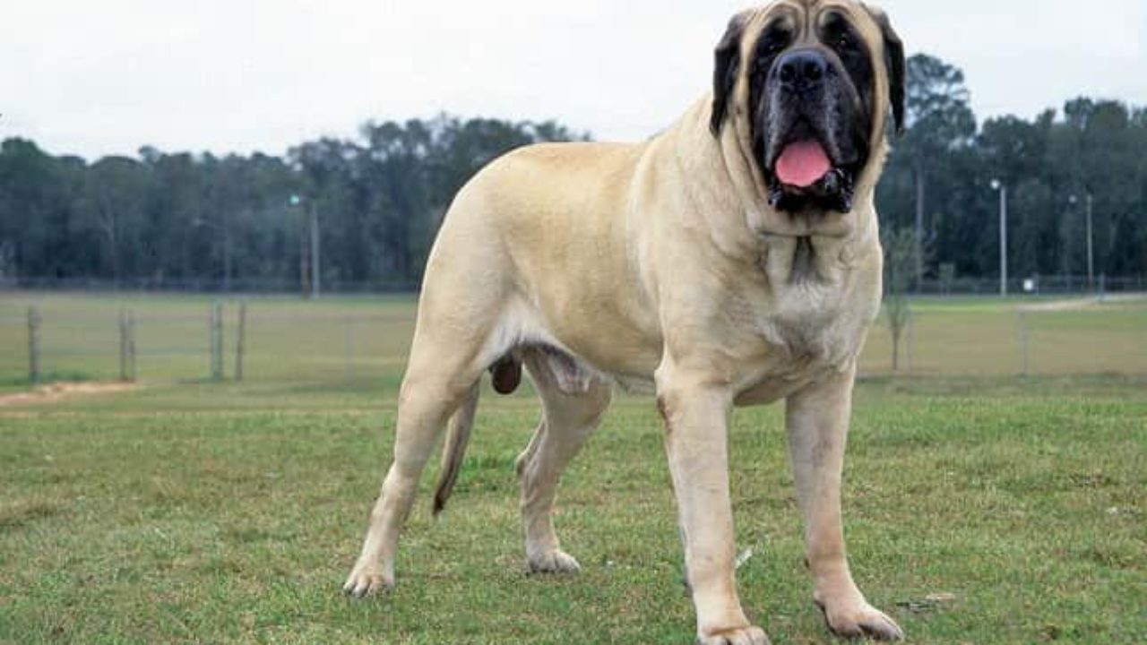 Cachorro da raça Mastiff Inglês