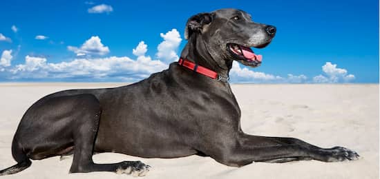 mejores nombres para perros gran danés