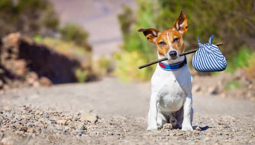 perro brasileño con una bolsa