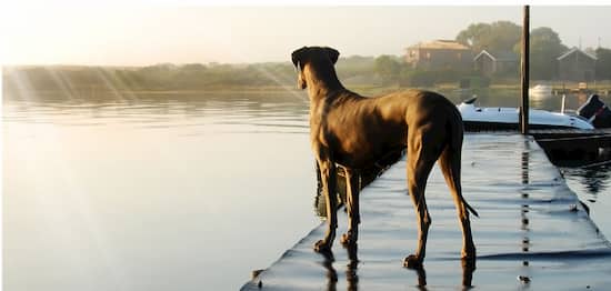 perro de raza gran danés
