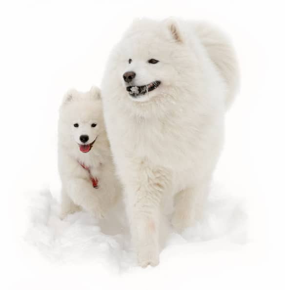 dos perros raza samoyedo