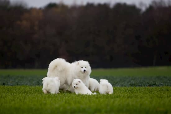 hembra de samoyedo con sus cachorros 