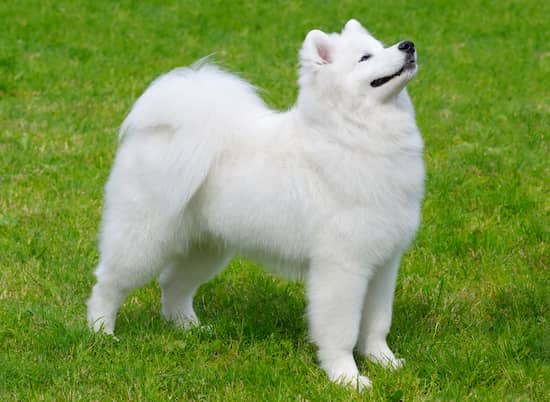 macho de samoyedo en el jardin
