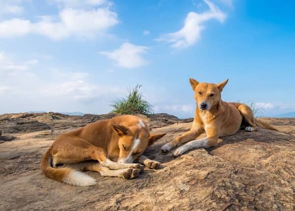 nombres hindús para perros