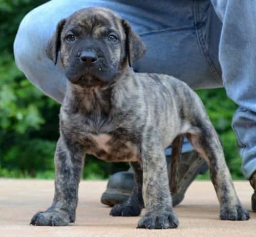 cachorro con dos meses presa canario