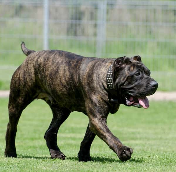 perro de la raza presa canario