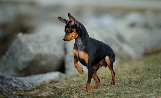 nombres para pinscher hembras