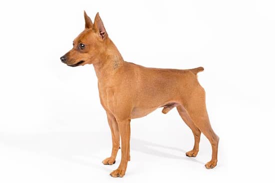 pinscher color marrón