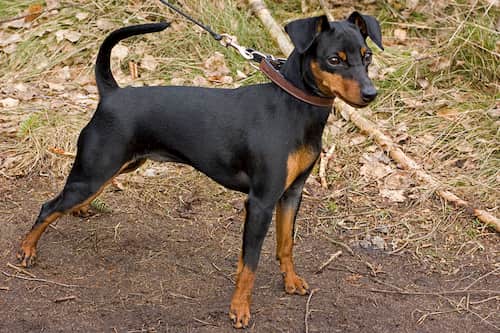 pinscher miniatura macho