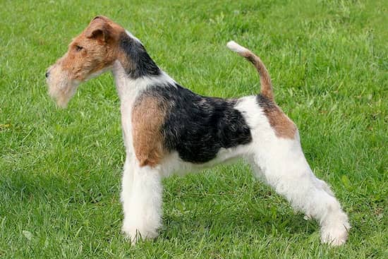 fox terrier
