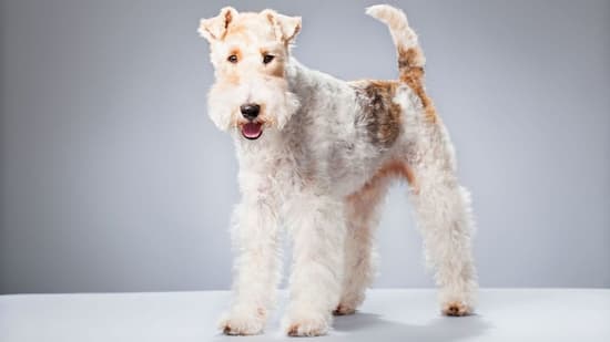 hembra de fox terrier marrón claro