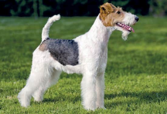 macho de fox terrier